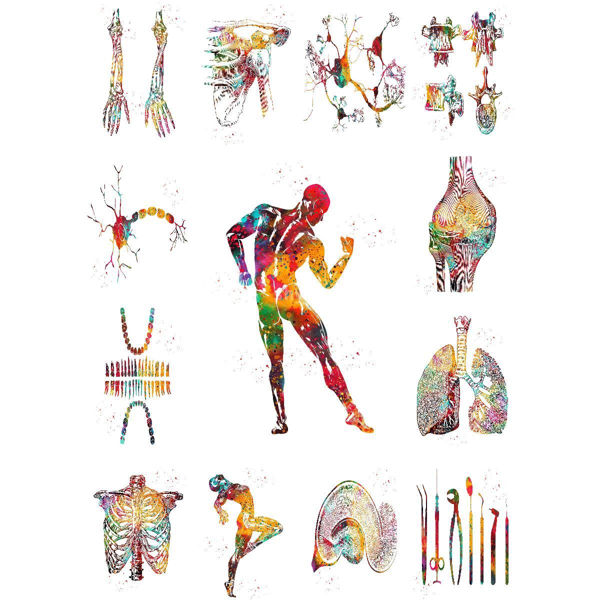 Anatomical Muscle Structure Po - Interior Design Landscape 评论和价格